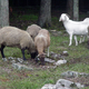 Illustration for article titled Blame sheep for screwing up tree-ring dating